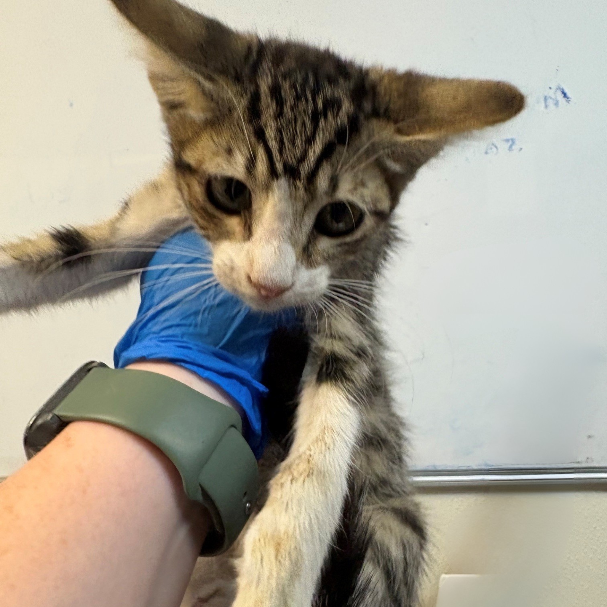 Pet